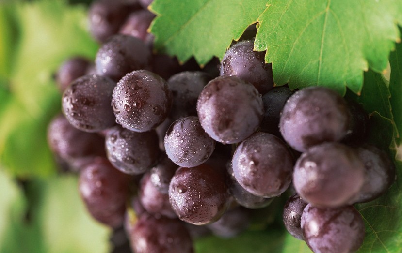 “葡萄美酒夜光杯”，敦煌陽關葡萄最甜美