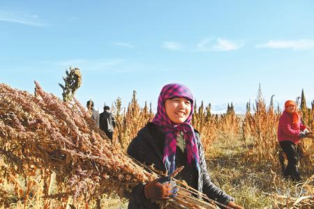 藜麥香飄新家園——天?？h易地扶貧搬遷工作掠影