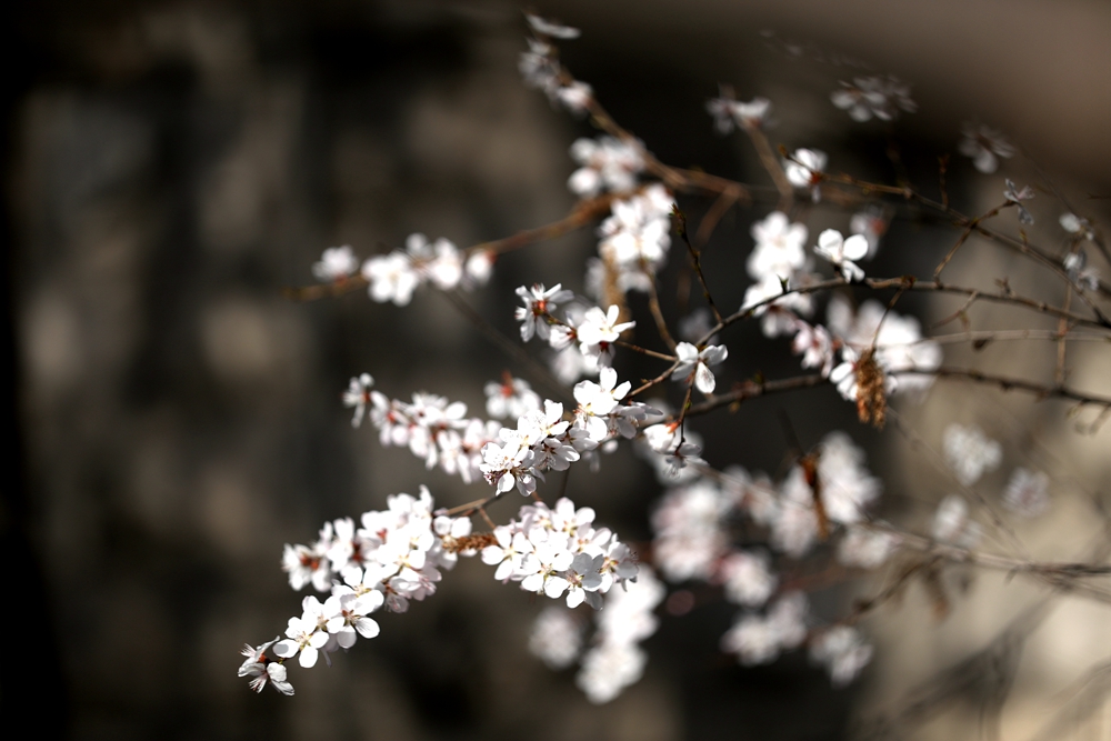 海報|花開隴原，甘肅這些景區(qū)正在復蘇！
