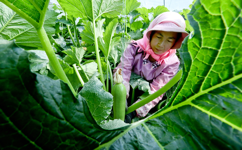 甘肅張掖：春菜豐收保供應