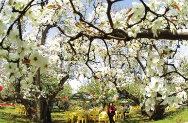 蘭州旅游交通服務(wù)中心景區(qū)直通車(chē)開(kāi)通