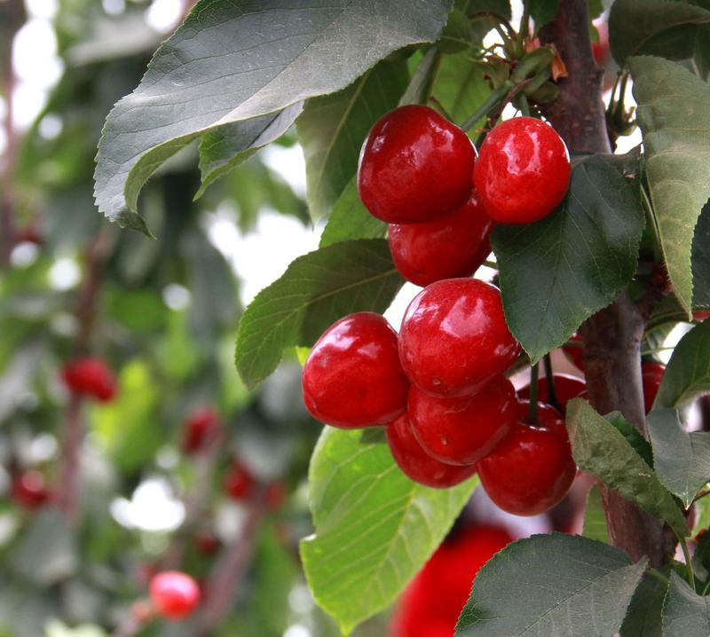 趕緊約起來！民勤紅旗谷櫻桃采摘園開園啦！