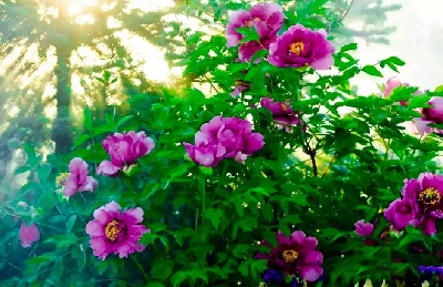 【“甘味”故事】“百花王”駕到！國色傾城正當(dāng)時