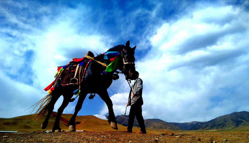 好消息！天祝被命名為“中國(guó)高原走馬之鄉(xiāng)”