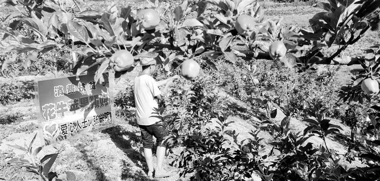 “于堡村果園”開張記——認(rèn)購(gòu)“一棵樹”，結(jié)出“致富果”