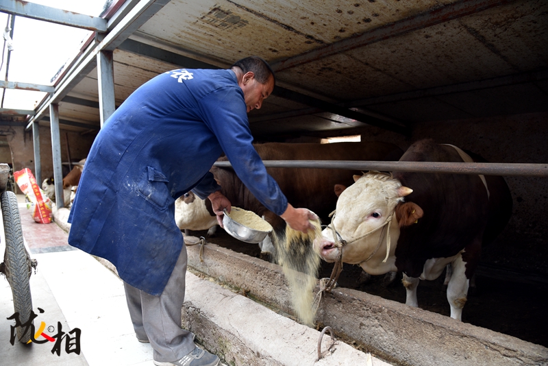 【隴人相】脫貧路上的實(shí)干家——“?！比笋R占清
