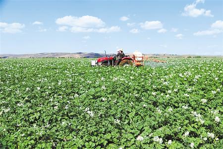 定西 小土豆做成大產業(yè)