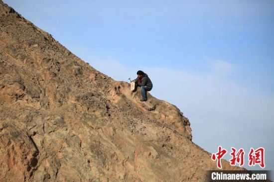 圖為敦煌“80后”畫家張杰龍?jiān)诙鼗腿Ｉ嚼锊杉V石顏料。(資料圖)受訪者供圖