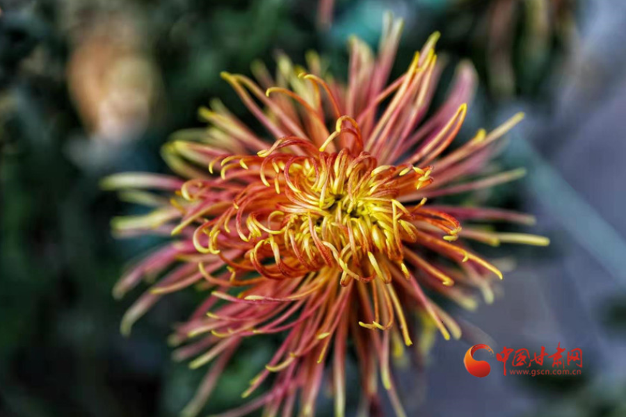 十五年，鍥而不舍終夢圓——寫在蘭州市入選全國文明城市之際