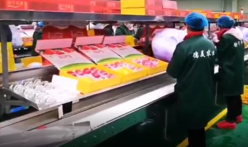 【獨(dú)家視頻】快訊丨甘肅省委副書(shū)記、代省長(zhǎng)任振鶴在靜寧縣調(diào)研蘋(píng)果產(chǎn)業(yè)發(fā)展