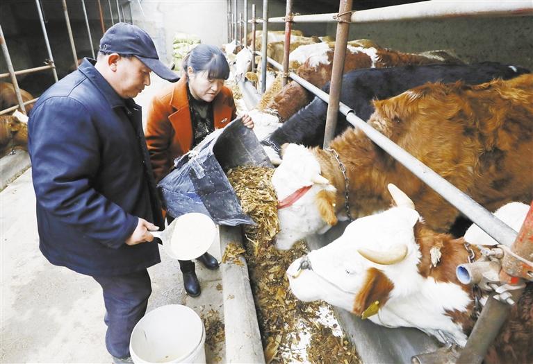 我和我的家鄉(xiāng)丨定西臨洮縣黨家墩村：“牛”產(chǎn)業(yè)帶來(lái)“?！比兆?>
        </a><em>我和我的家鄉(xiāng)丨定西臨洮縣黨家墩村：“?！碑a(chǎn)業(yè)帶來(lái)“牛”日子</em></li>
    <li><a  target=