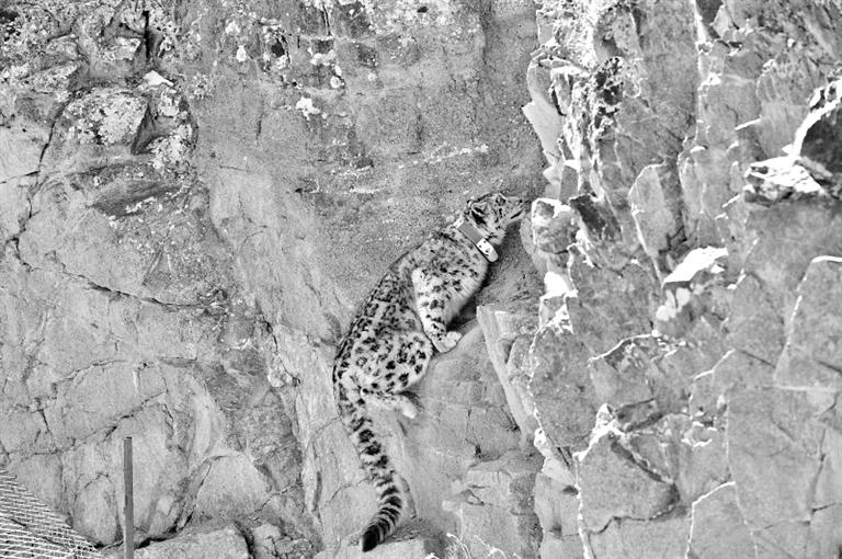 首例！肅北鹽池灣保護區(qū)一只雪豹被戴上定位項圈