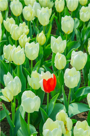 花叢中，別具一格。羅云希 攝