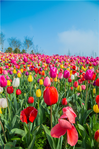 花的海洋。羅云希 攝