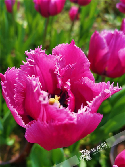 特色郁金香品種，花邊呈鋸齒狀。華龍網(wǎng)—新重慶客戶端記者 舒婷 攝