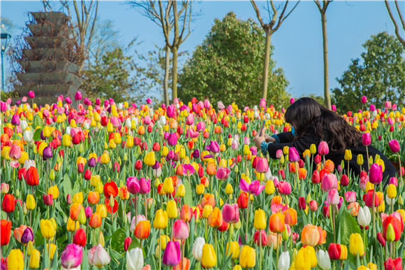 五顏六色郁金香花海。羅云希 攝