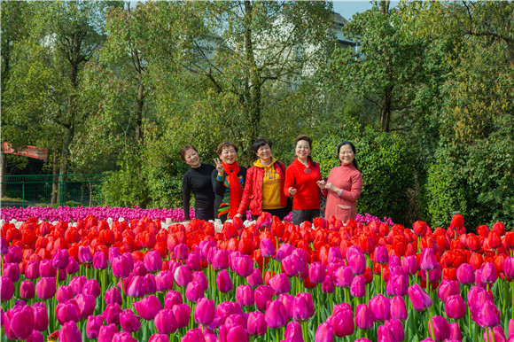 游客在郁金香花海里拍照打卡。羅云希 攝