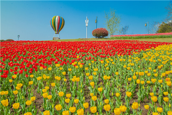 長壽湖郁金香開得正好。羅云希 攝