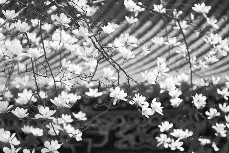 天水雙玉蘭堂，吟杜甫詩 煎泉水茶 賞白石書法