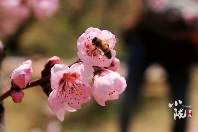 【小隴畫(huà)報(bào)·113期】最美人間四月天，灼灼桃花映秦安