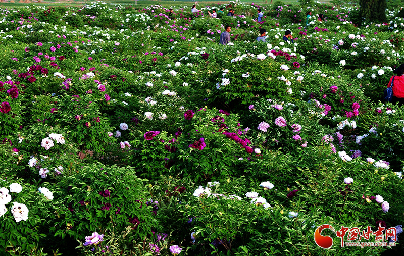 閱盡繁花盛景！定西文旅邀您共赴“紫斑牡丹”之約