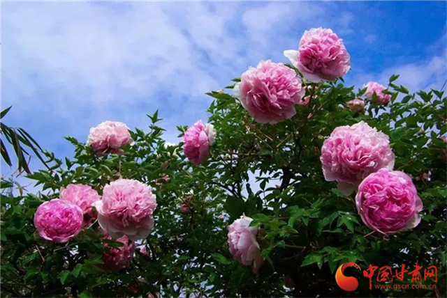 【五一游甘肅】暢游“臨洮縣紫斑牡丹文化旅游節(jié)”，這份攻略請(qǐng)收下！