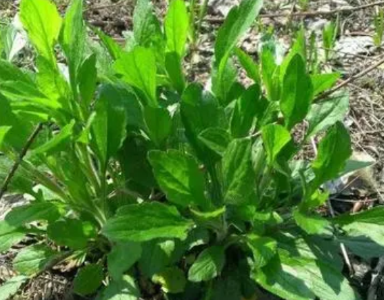 注意！路邊的野菜可不能亂采