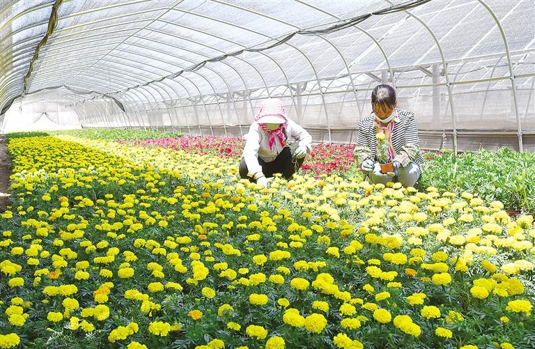 臨夏東鄉(xiāng)縣利用“企業(yè)+農(nóng)戶”合作模式推進(jìn)“農(nóng)光互補(bǔ)”項目建設(shè)