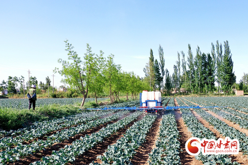 【小康圓夢(mèng)·看甘肅】臨澤平川鎮(zhèn)：特色產(chǎn)業(yè)興 致富路更寬