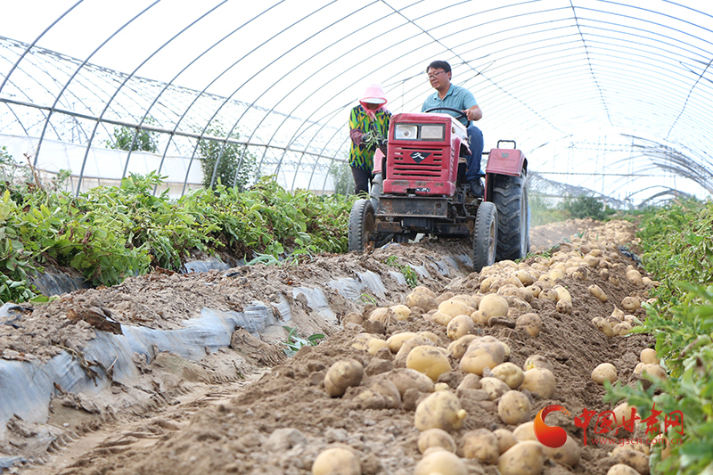 【小康圓夢·看甘肅】高臺南華鎮(zhèn)：千里沃野織錦繡 特色產業(yè)喜豐收