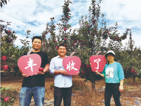 甘谷蘋(píng)果年產(chǎn)值18億元的背后