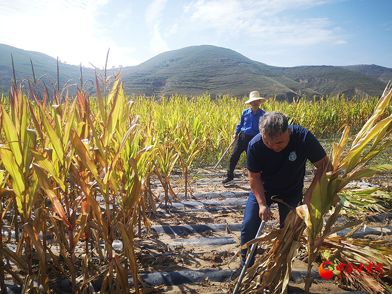 【慶豐收 感黨恩】定西安定：劉鴻奎的豐收節(jié)！
