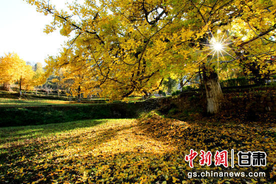 隴南徽縣銀杏樹(shù)最美的時(shí)候，當(dāng)屬每年的10月至11月。圖為樹(shù)葉已染黃的銀杏樹(shù)。張承榮 攝