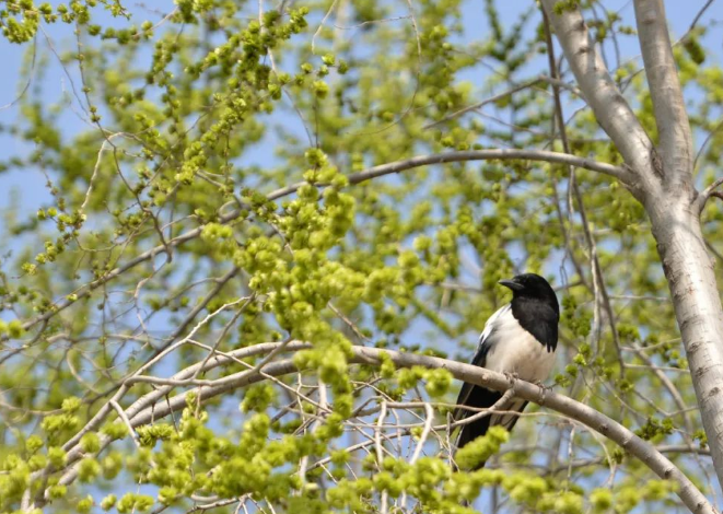 詩(shī)畫臨夏 春暖花開