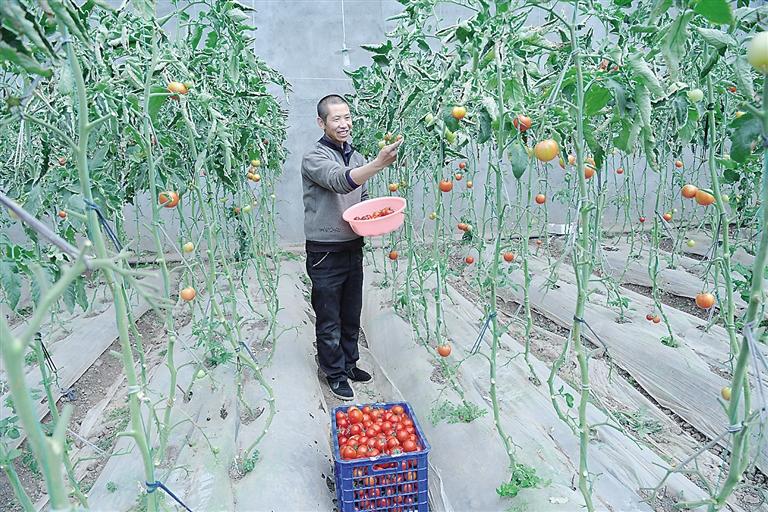 臨夏縣尹集、刁祁鎮(zhèn)易地扶貧搬遷后續(xù)產(chǎn)業(yè)園有日光溫室534座