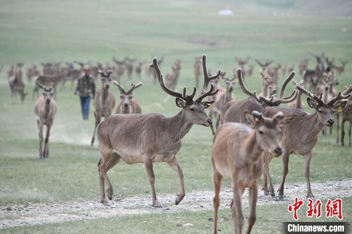 圖為肅南縣馬鹿養(yǎng)殖場內(nèi)的鹿群?！钇G敏 攝