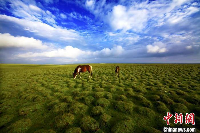 圖為甘肅甘南藏族自治州草原風(fēng)光。(資料圖) 艾慶龍 　攝
