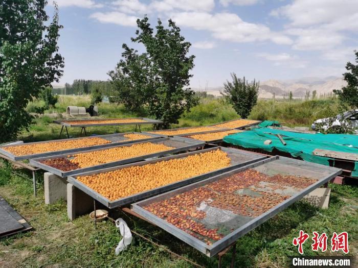 圖為肅北蒙古族自治縣的“李廣杏”。(資料圖) 受訪者供圖