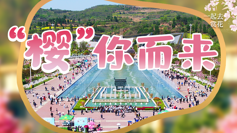 海報(bào)|春色爛漫，一組海報(bào)“云賞”櫻花盛開