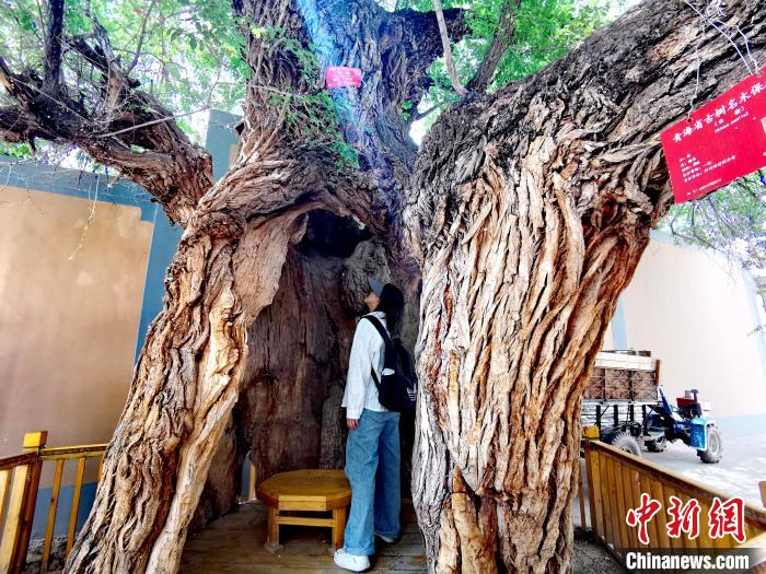 青海海東市阿河灘地質(zhì)文化村：古樹新枝、丹山碧水