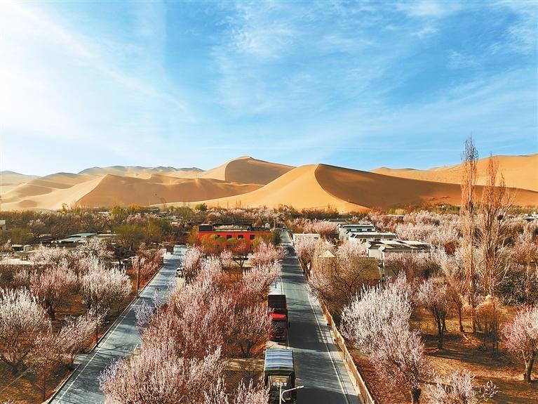 近日，敦煌鳴沙山下的李廣杏杏花陸續(xù)開放，美如畫卷。新甘肅·甘肅日?qǐng)?bào)通訊員　張曉亮