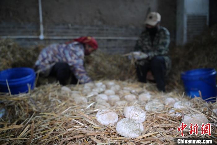 酒曲從曲坯入房培養(yǎng)到培養(yǎng)結(jié)束，整個培養(yǎng)周期控制在4至8天，曲坯的要求光滑，軟硬適宜，手按曲坯不松散，結(jié)實，薄厚一致。圖為5月10日，工作人員準(zhǔn)備將培養(yǎng)好的曲坯拿到外面晾曬。九美旦增　攝