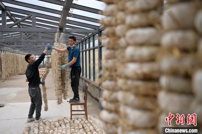 圖為5月10日，工作人員將用青稞面和青稞草等制成的曲坯用繩子串起來晾曬。九美旦增　攝