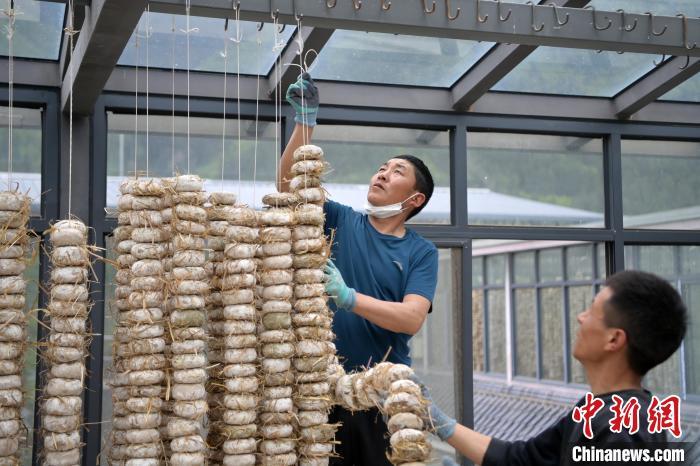 圖為5月10日，工作人員將用青稞面和青稞草等制成的曲坯用繩子串起來晾曬。九美旦增　攝