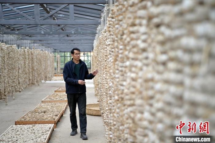 圖為5月10日，工作人員檢查晾曬的曲胚。九美旦增　攝