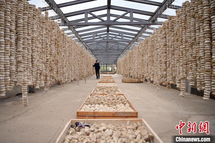 圖為5月10日，工作人員檢查晾曬的曲胚。九美旦增　攝