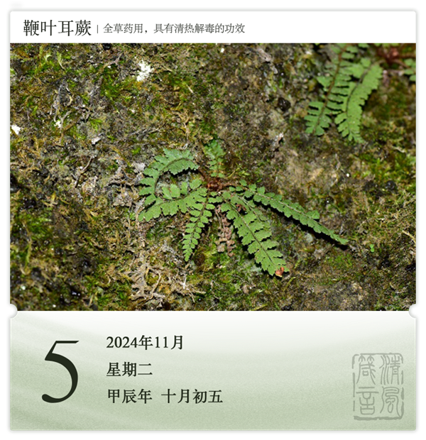 1730187517932861.png 箴歷日歷11-5.png