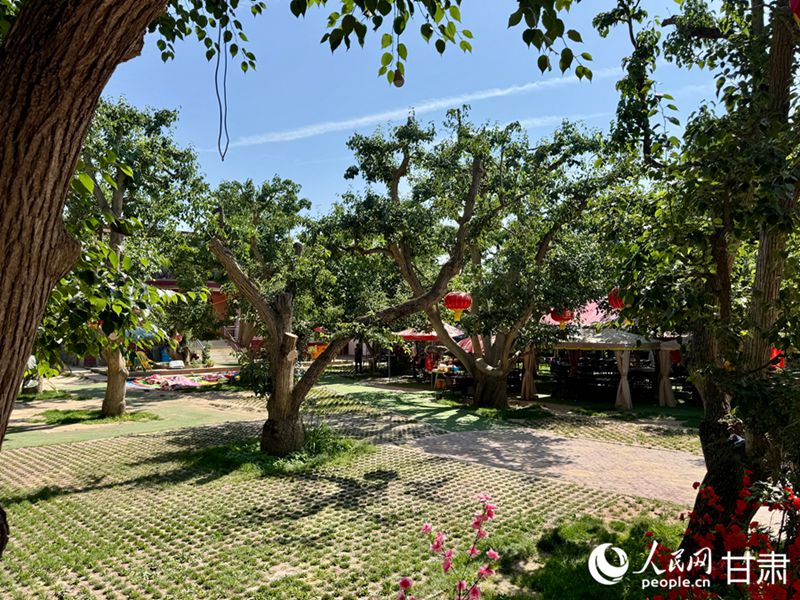 什川古梨園。人民網(wǎng)記者 焦隆攝