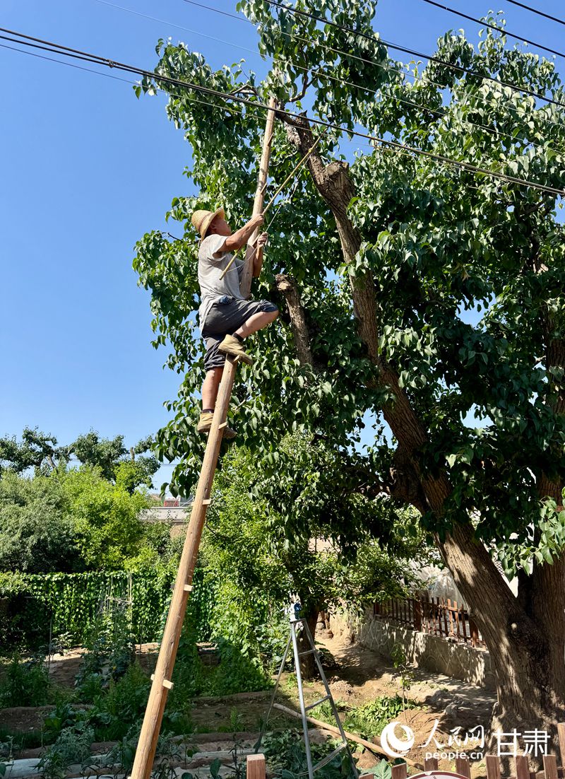 什川古梨園果農(nóng)魏至玉正踩著蜈蚣梯修剪自家的百年梨樹。人民網(wǎng)記者 焦隆攝