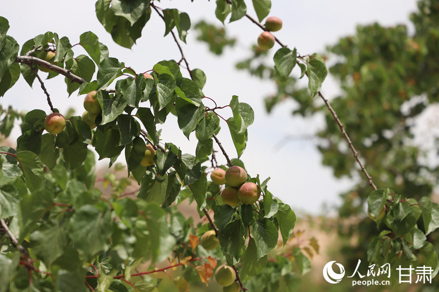 蘭溝村百畝杏林的杏子即將成熟。人民網(wǎng)記者 焦隆攝